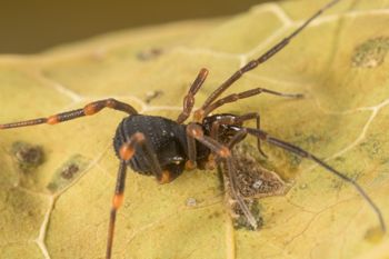 Media type: image;   Invertebrate Zoology 151528